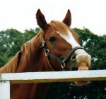 ガジガジな親父