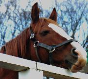 イシノサンデー