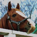 イシノサンデー