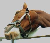 イシノサンデー