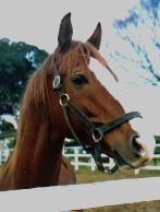 イシノサンデー