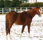 イシノサンデー