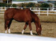 イシノサンデー