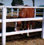 イシノサンデー