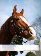 イシノサンデー