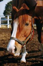 イシノサンデー