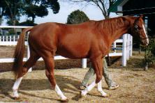 イシノサンデー