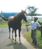 イシノサンデー