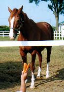 イシノサンデー