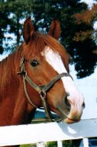 頑張れ!イシノサンデー