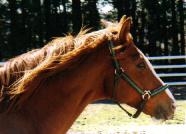 イシノサンデー