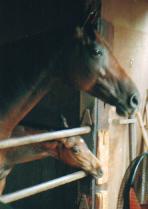 マイフェザント親子