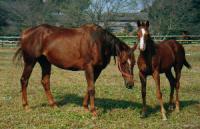 イワイドリーム親子