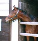 マイフェザントの2001