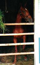 オペレッタの2001