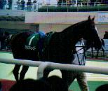 ウィンクリューガー