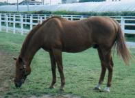 ロイヤルスキー