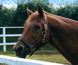 ロイヤルスキー