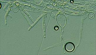 C-sp2-caulo.jpg (9412 oCg)