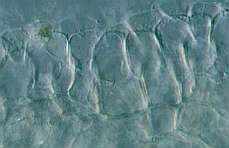 C-sp2-pileipellis.jpg (5324 oCg)