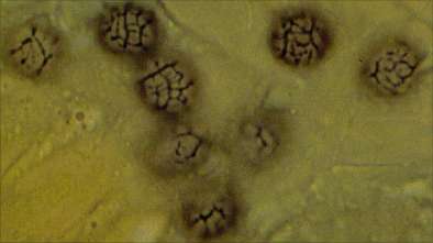 hygrophoroides-spore.jpg (7853 oCg)
