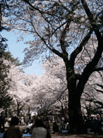 ̍