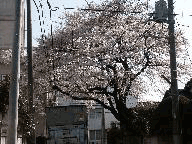 炭photo