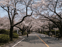 ICUの桜並木