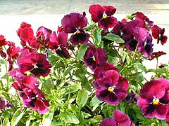 �O�F�X�~���Q