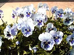 �O�F�X�~���S