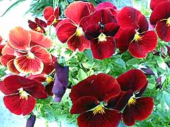 �O�F�X�~���T