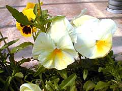 �O�F�X�~���U