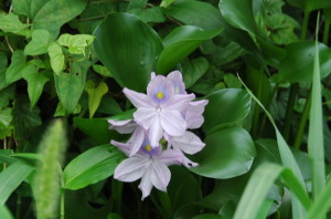 ホテイアオイの花