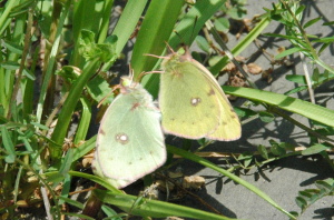 L`ẼyAO