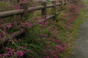 萩