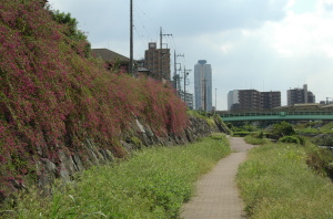 土手の萩