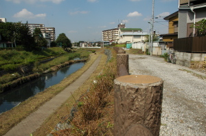 萩もすっかり刈り込まれ・・・