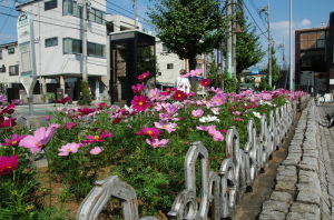 コスモス花壇