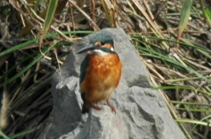 小魚を銜えるカワセミ