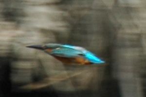飛ぶカワセミ