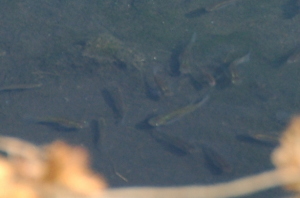 芝川の小魚