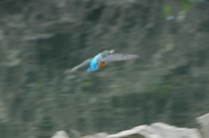 カワセミ