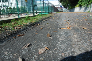 道路にムラサキツバメ