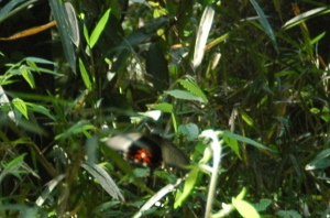 NAQn