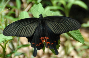 NAQn