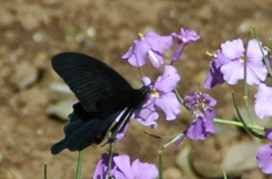 NAQn