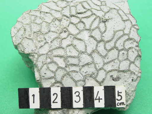 �N�T���T���S�̉���