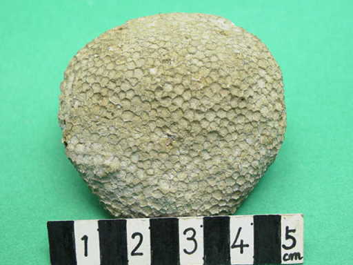 �n�`�m�X�T���S�̉���