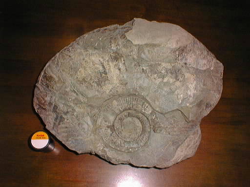 ⬜︎アンモナイト化石（ナウマンニ）重さ　約1.9kg ⬜︎アンモナイト化石（ナウマンニ）重さ 約1.9kg