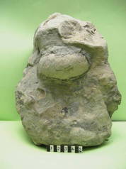 ２００１年度北海道化石採集記